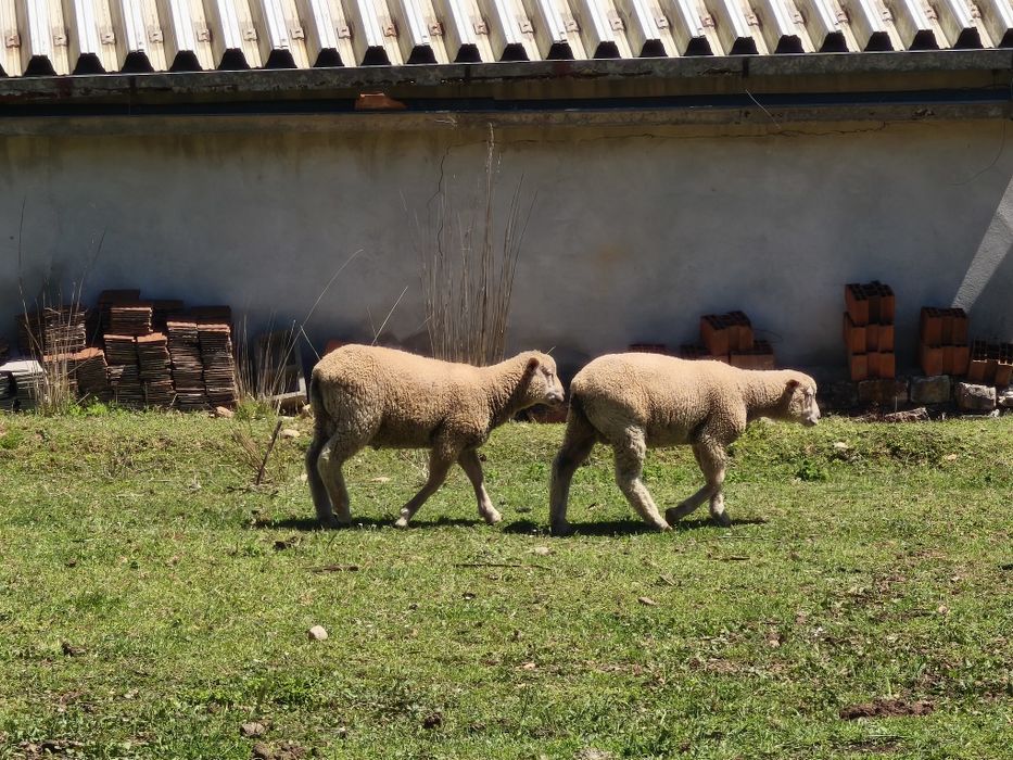 Borregos machos Ilê de france 6 meses
