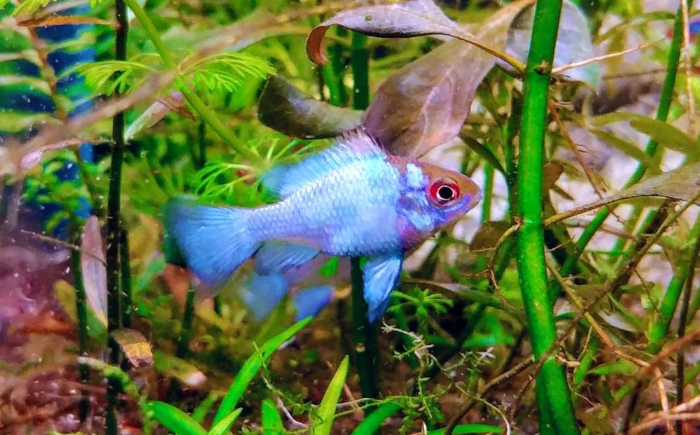Ramireza electric blue