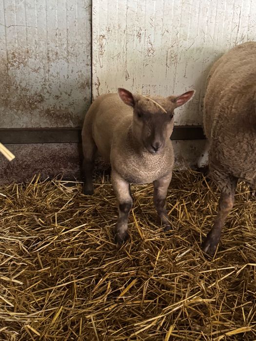 Borrego PURO mouton vendeen
