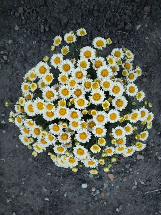Корейка,висока ромашка,мультифлора біла
