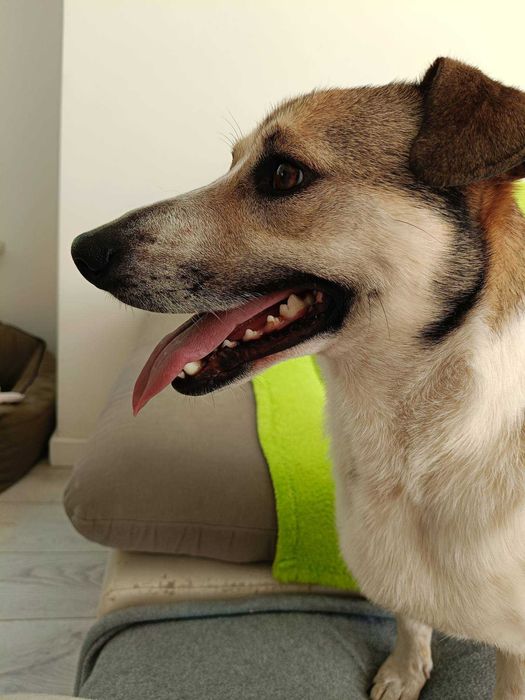 Luka poleca się do adopcji