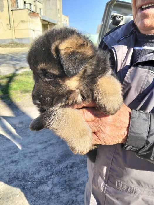 В наявності цуценята німецької вівчарки