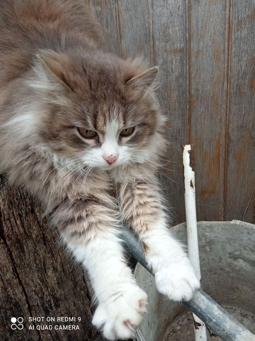 Анфіса безкоштовно