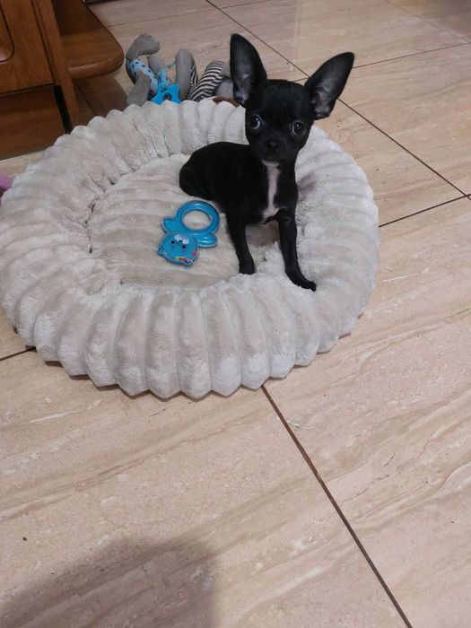 Chihuahua – piesek szuka kochającego domu