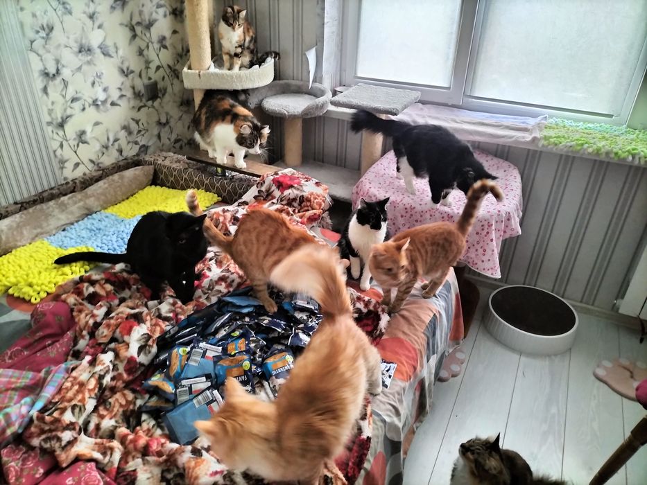 Дуже потрібна допомога для котиків