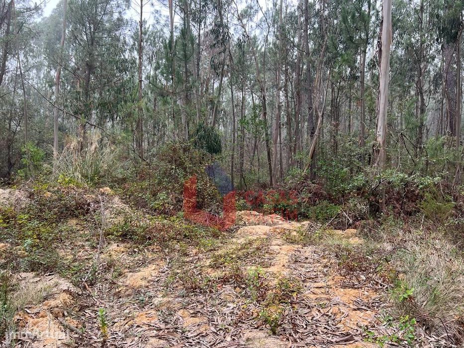 Terreno florestal com 3.000m2 perto do IEJ do Juncal. — Juncal, Leiria