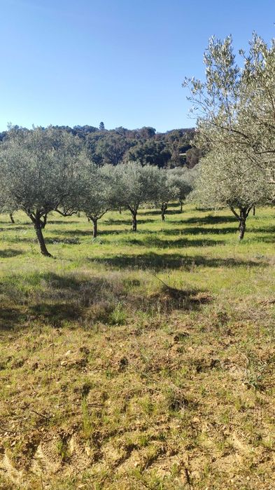 Azeite Virgem Extra de Vila Flor (Trás - Os - Montes)