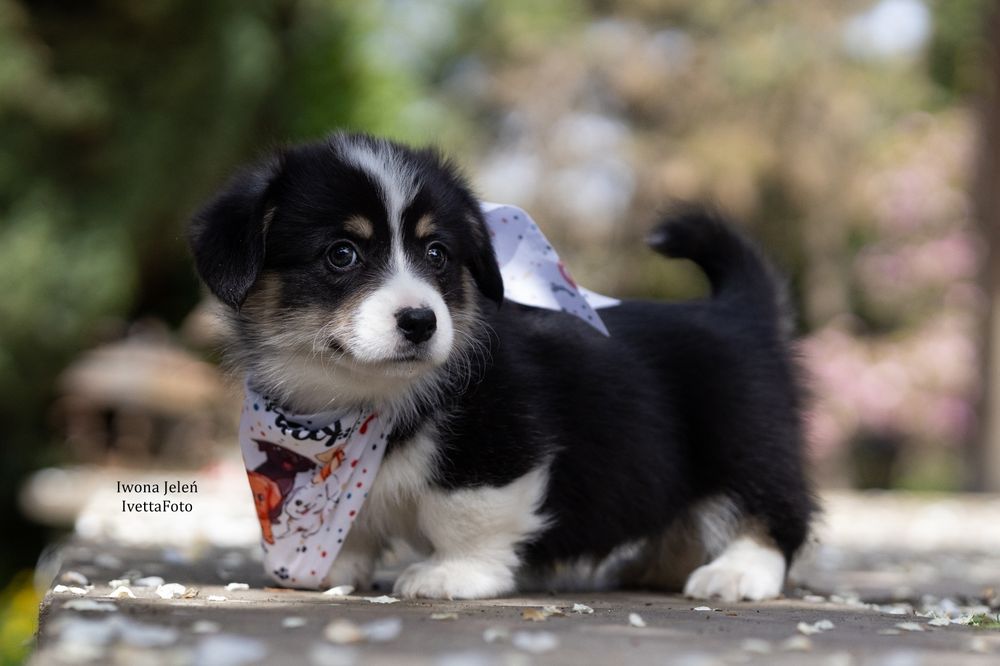 Welsh Corgi Pembroke, ten który Cię pokocha