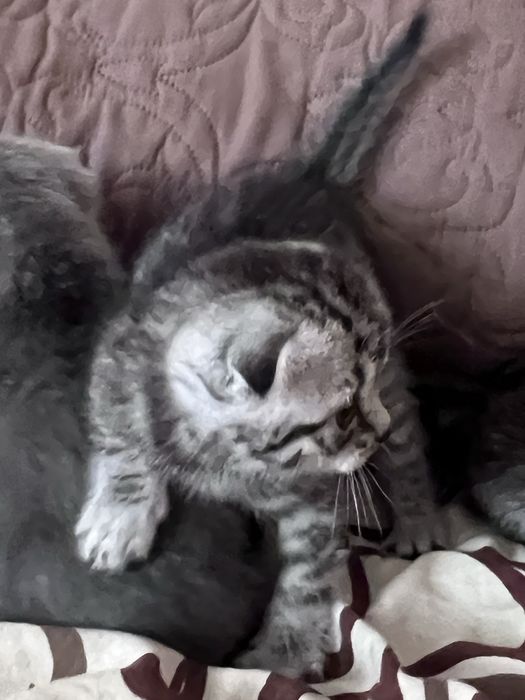 Кошенята висловухі