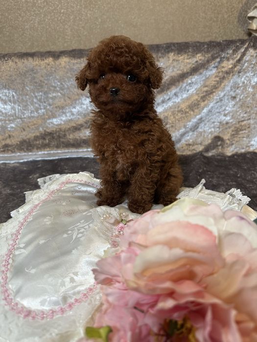 Хлопчик  міні, батьки Китай