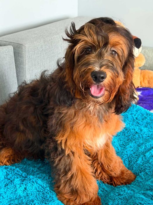 Cockaopoo f1 -gotowy do odbioru/gotowy na wyjazd za granicę