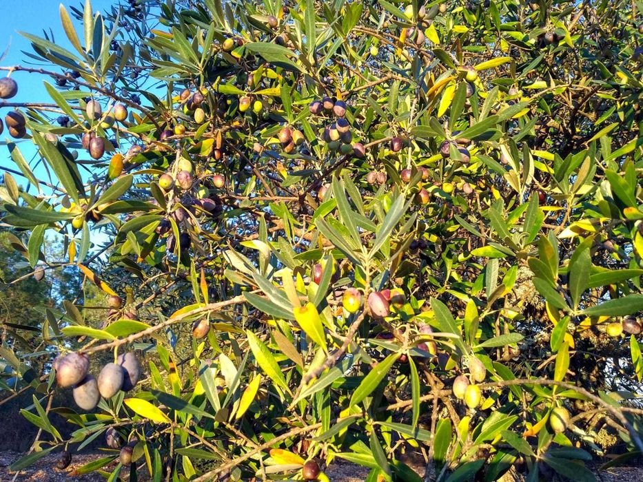 Terreno de 30.320 m² com Potencial Construção de Moradia + Olival