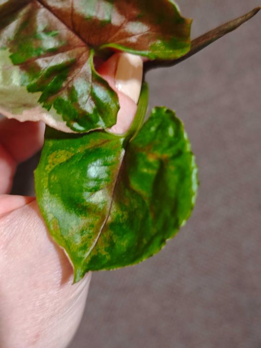 Syngonium Strawberry Ice - sadzonka szczytowa