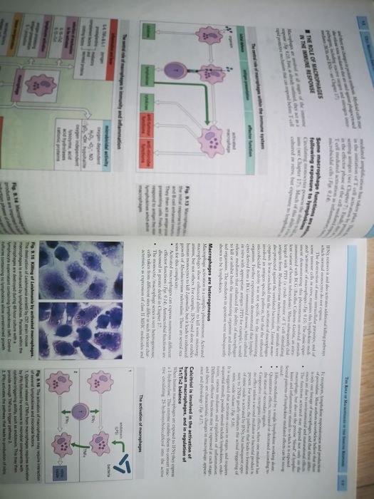 IMMUNOLOGY   Roitt.Brostoff.Male