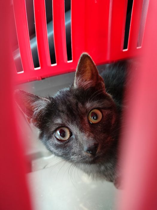 Kot do adopcji,w potrzebie