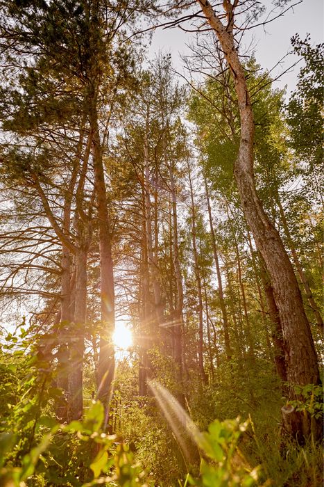 Подобово будинок з чаном та сауною біля озера і лісу Koshara_chalet