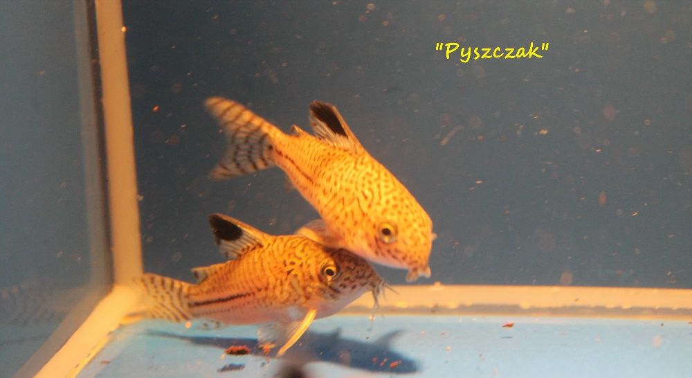 Kirys  Julii  od 'P"