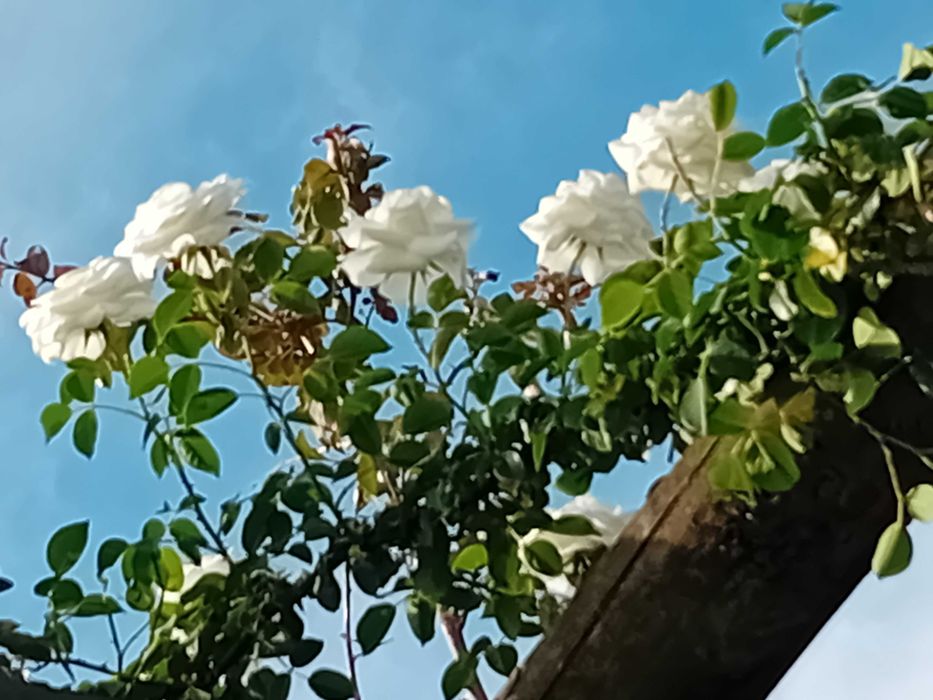 Roseira trepadeira branca