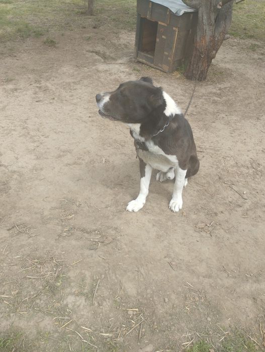 Віддамо безплатно