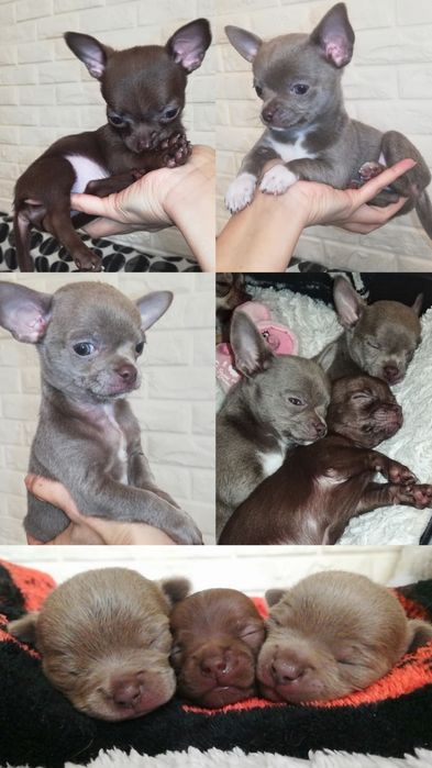 Вязка   чихуахуа