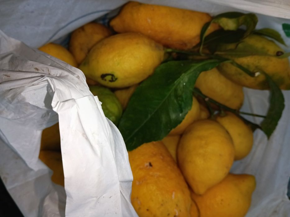 Limões biológicos 50 cêntimos kg