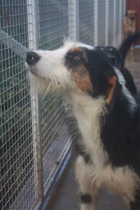 Dartacao cao de porte grande