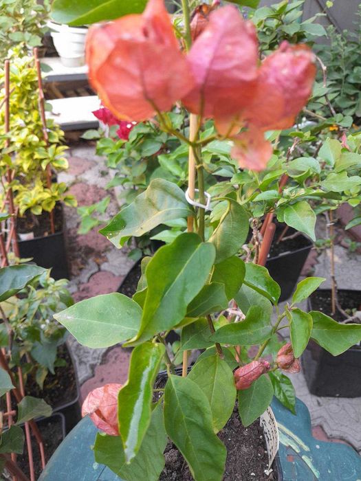 Бугенвілії підрощені