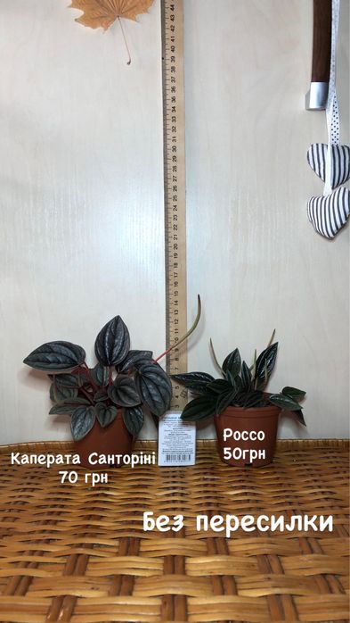 Дисхідія/брейнія/есхінантус/епіпремнум/каланхоє/філодендрон/фікус