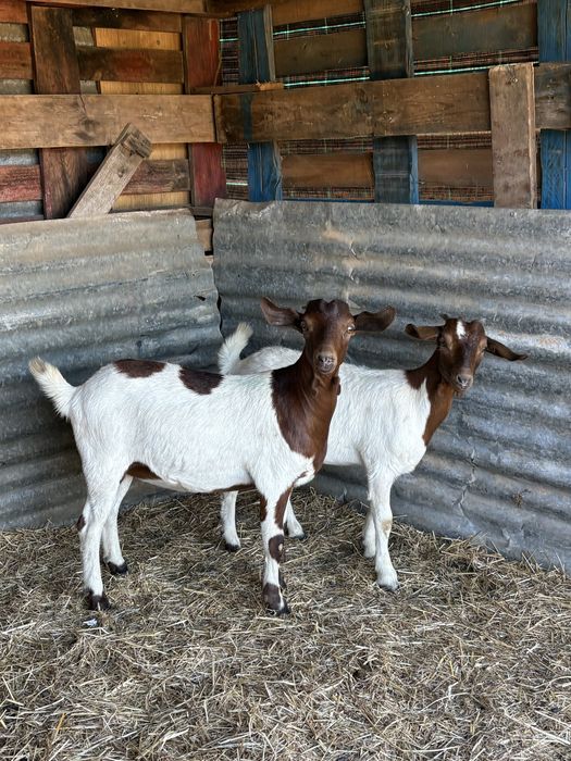 Cabras chibas Boer