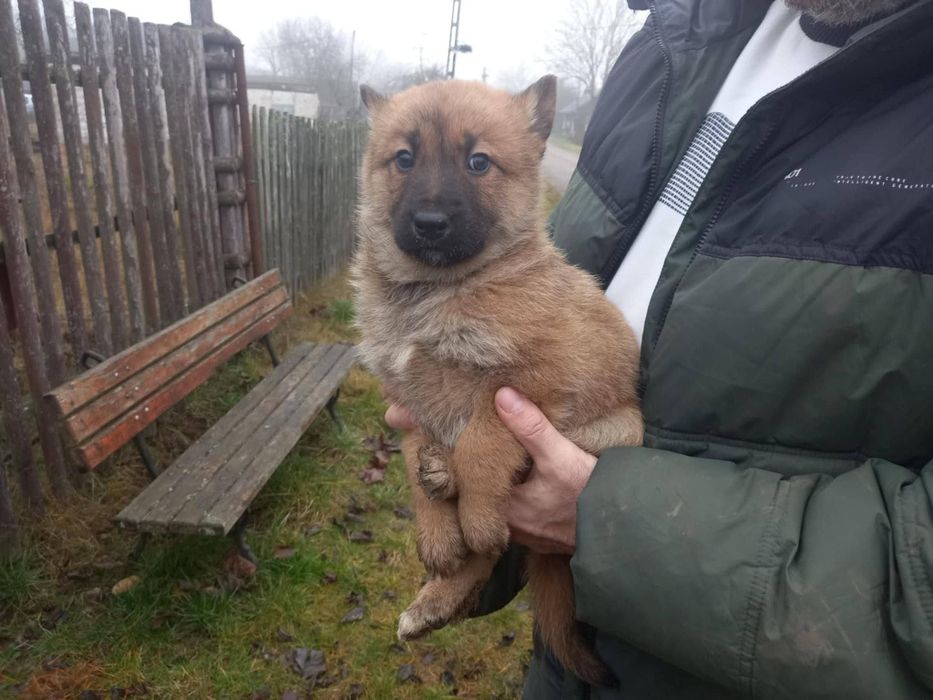 Oddam szczenięta, za darmo