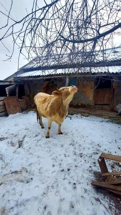 Продам Гарну Телицю