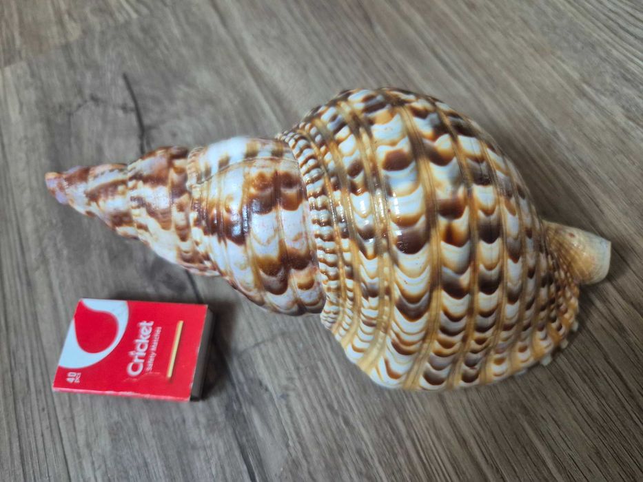 Muszla dekoracyjna Charonia Variegata (Róg Trytona) 20x10cm + GRATIS