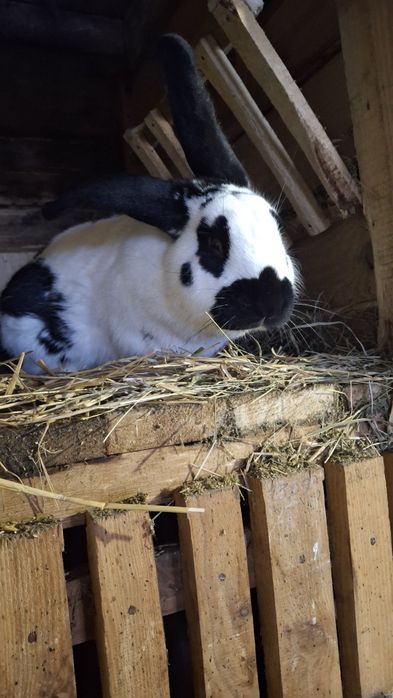 Продам 2 кроликів на плем'я
