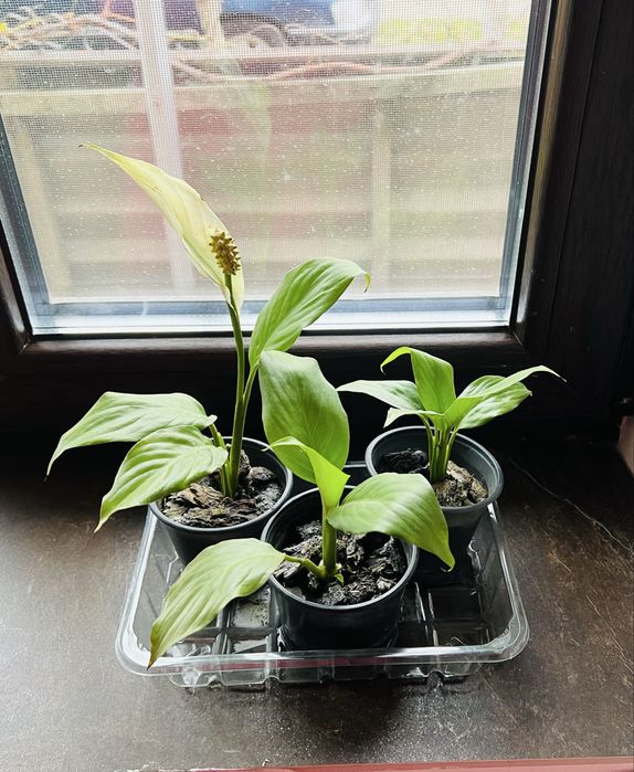 Цветы   комнатные