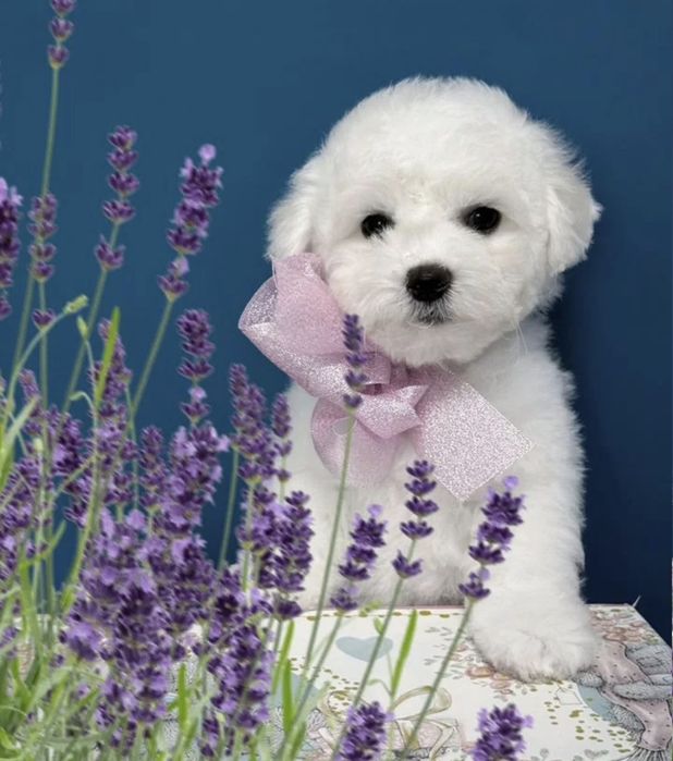 Бусинки Бишон Фризе