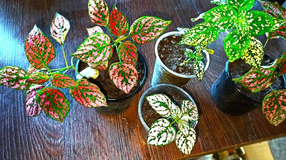 гіпоестеси, ірезіне різні кольори