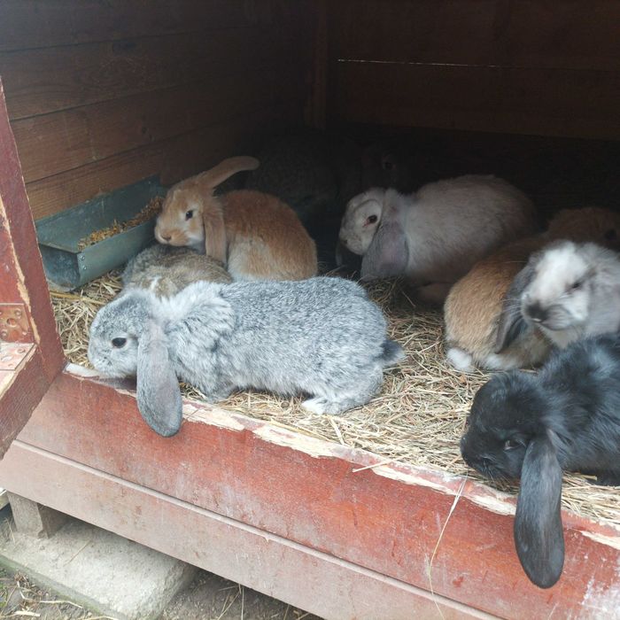 Króliki barany francuskie