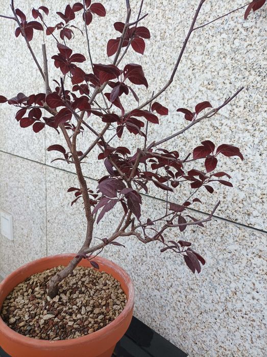 Ameixoeira Púrpura - 5 anos