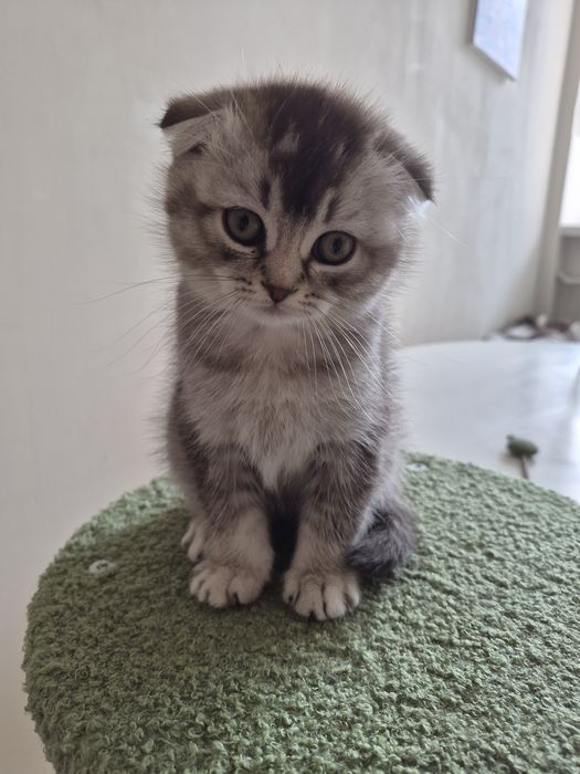 Продаётся шотландский вислоухий котёнок