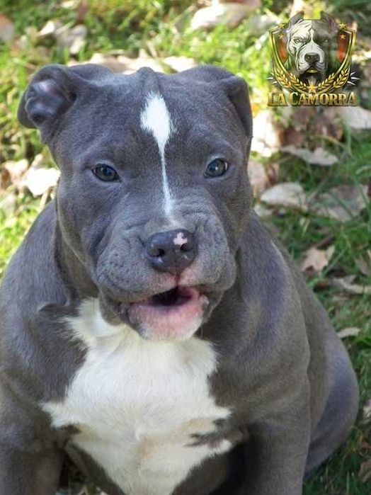 Suczka American Staffordshire Terrier