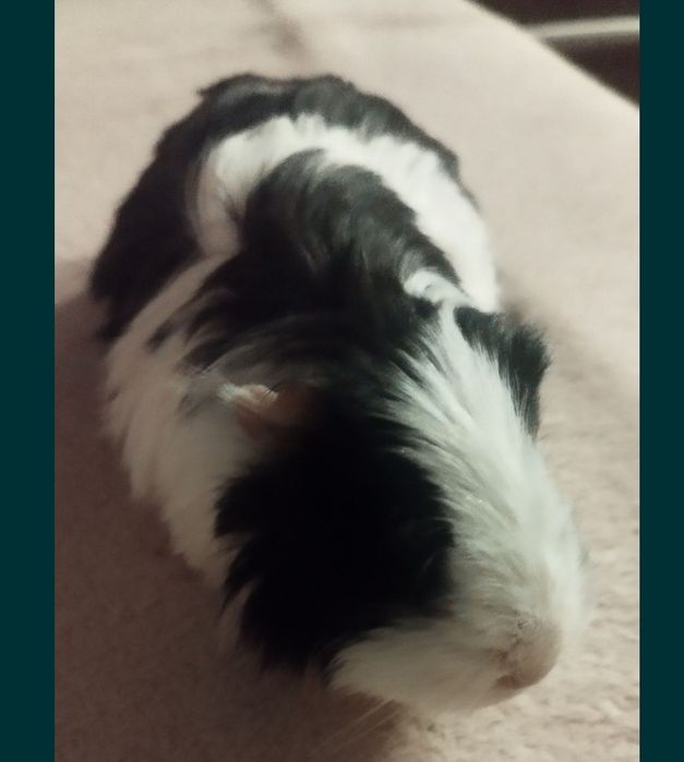 Oddam świnkę morska