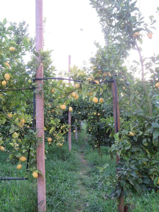 Limões 100% de agricultura biológica!