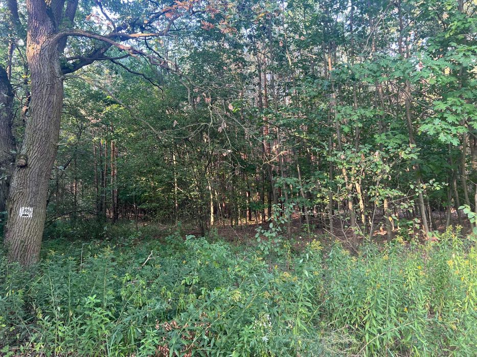 Działka z WZ pod domek całoroczny przy jeziorze i rezerwacie, las staw