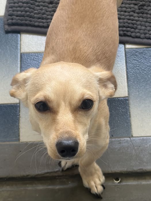 Cão para adoção responsavel