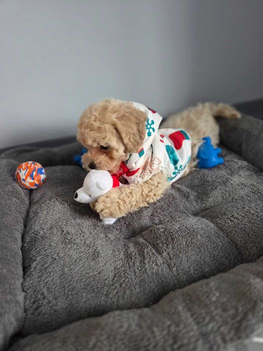 Цуценятка пушончики з доставкою