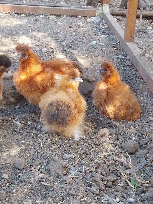Півні пухові, шовкові кури.
