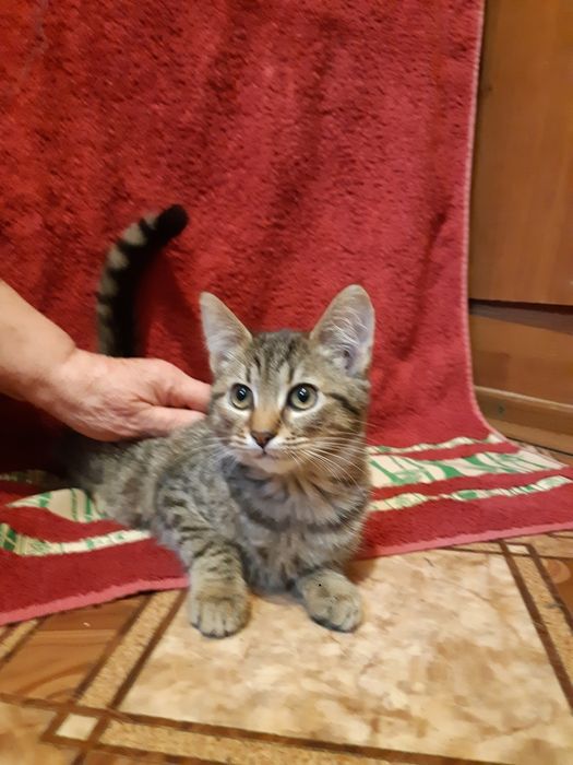 Віддам кошенят безкоштовно грайливі