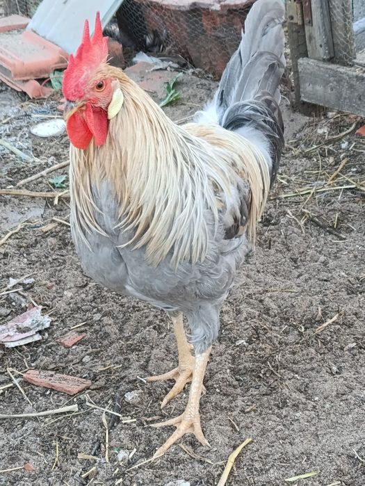 Vendo trio de galinhas leghorn Isabel.