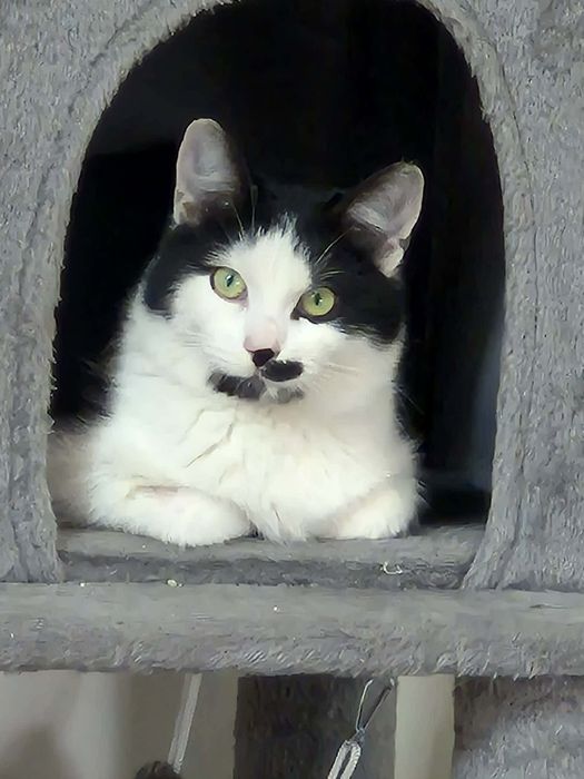 Śliczna kotka do adopcji