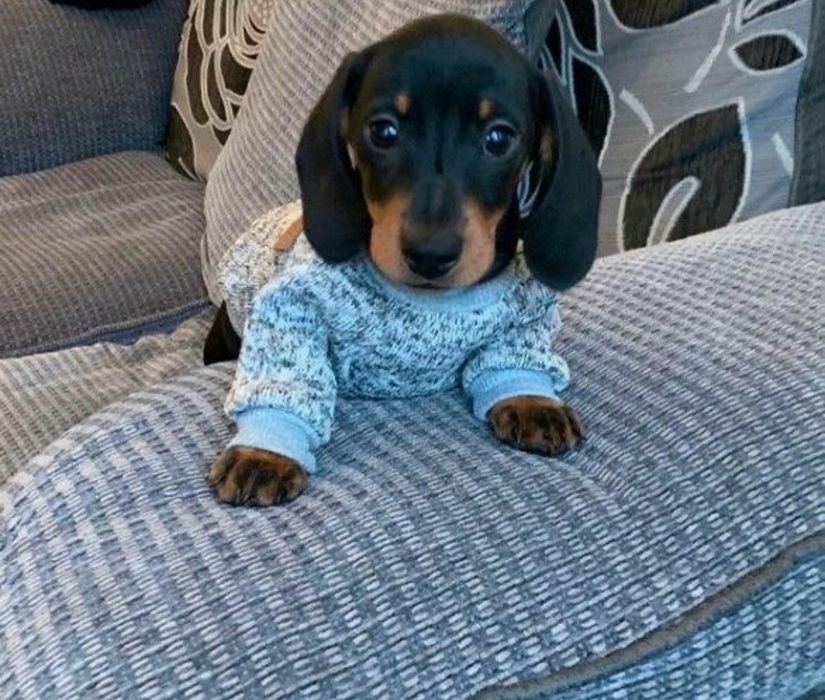 Милі таксятка – чорні, 2 місяці!